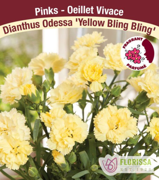 Dianthus Odessa Yellow Bling Bling, 1 Pack
