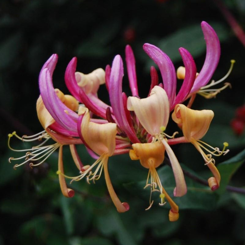 Lonicera Serotina | Outdoor Vines – Wildwood Outdoor Living