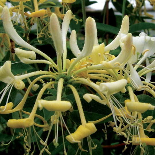 Lonicera Honey Baby (Honeysuckle)