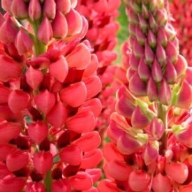 Lupins Russell's Hybrid Red - Ontario Seed Company