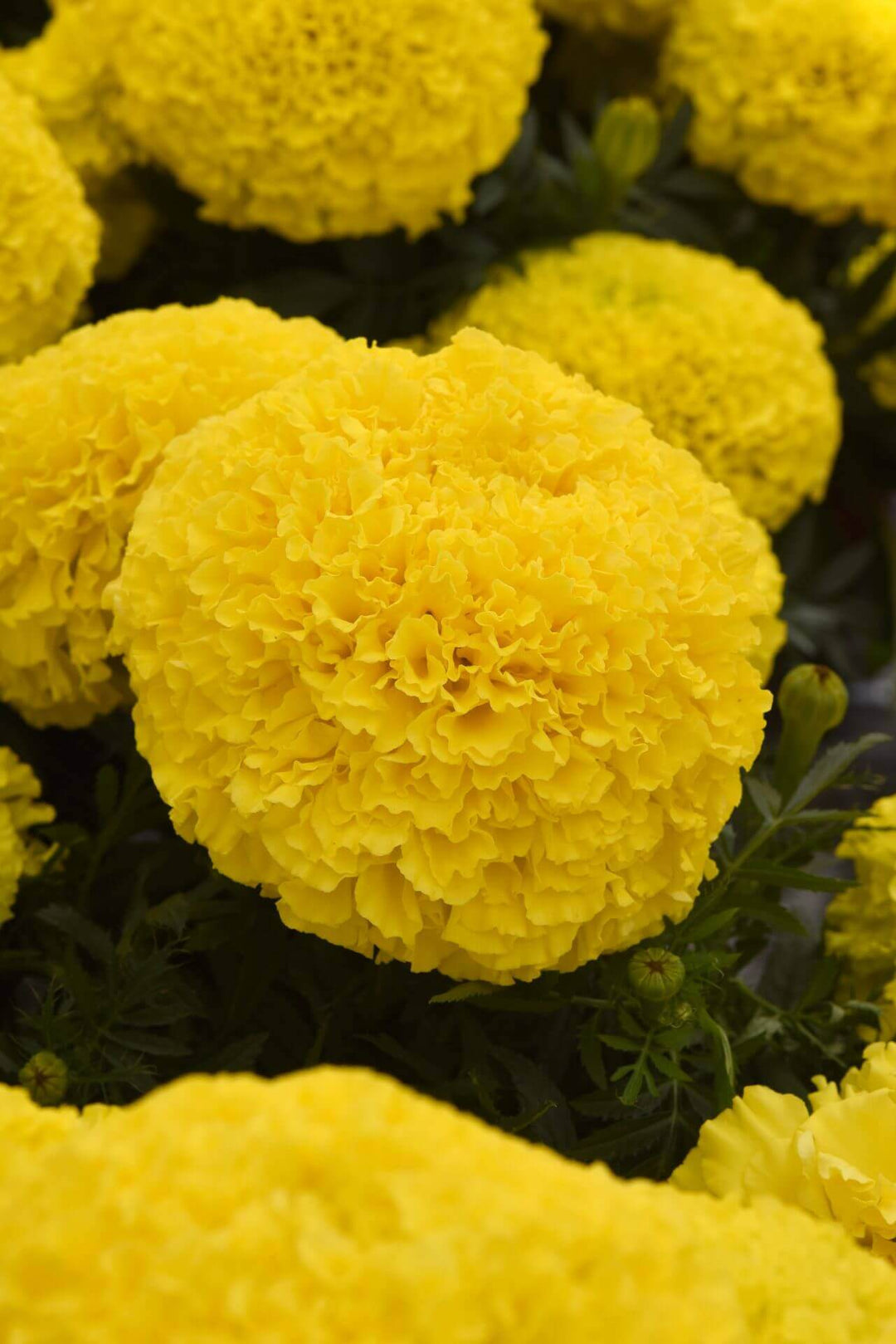 Marigold Marvel II Yellow - Ontario Seed Company