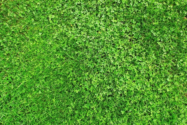 Microclover - Pacific Northwest Seeds