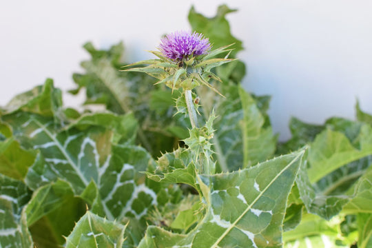Milk Thistle - Eagleridge Seeds