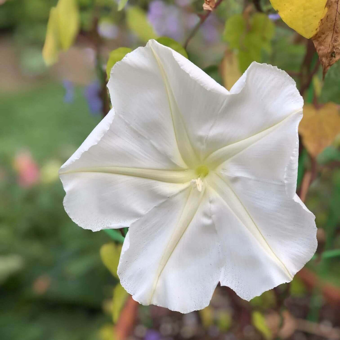 Moonflower - Ontario Seed Company