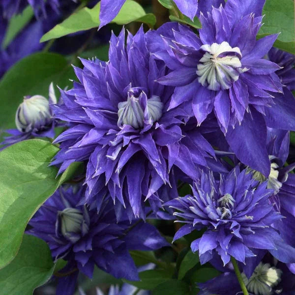 Clematis Multi Blue