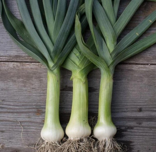 Leek Giant Musselburg - Pacific Northwest Seeds