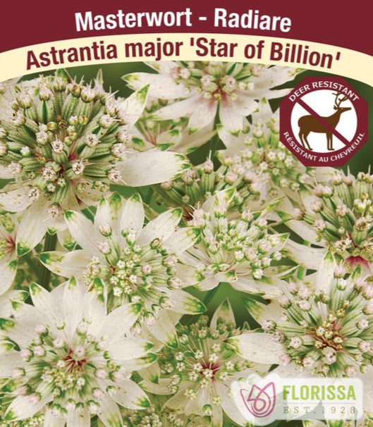 Astrantia - Star of Billion, 1 Pack