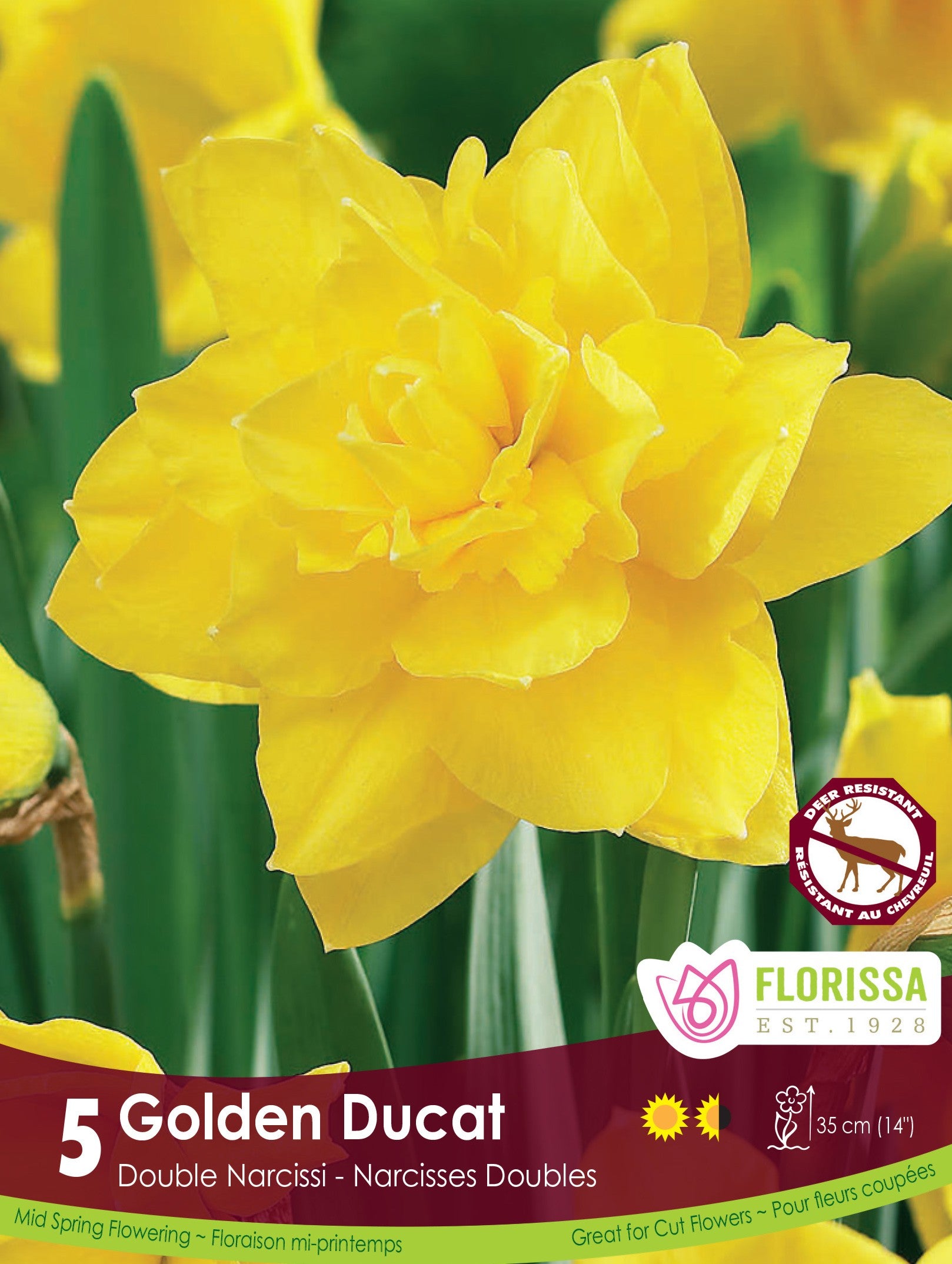 Yellow Narcissus Double Golden Ducat