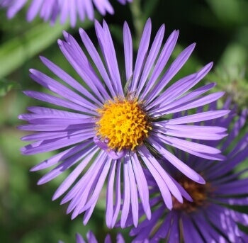 Wildflowers Septic Bed Mixture - Ontario Seed Company