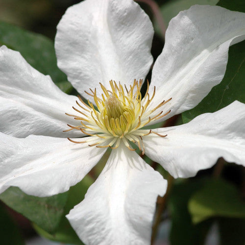 Clematis Toki