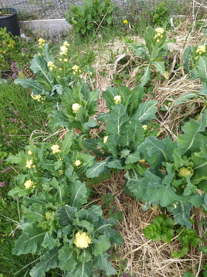 Nine Star Broccoli - Eagleridge Seeds
