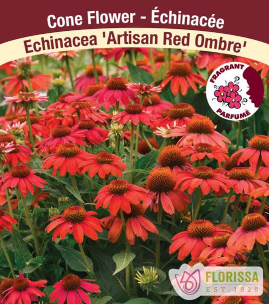 Echinacea Artisan Red Ombre, 1 Pack