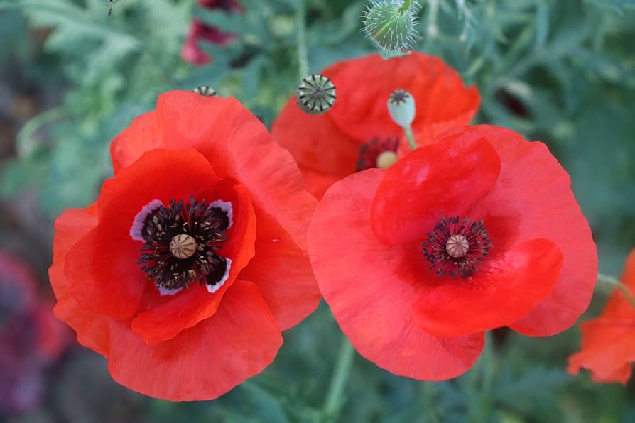 Oriental Poppy - Eagleridge Seeds