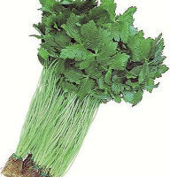 Japanese Green Mitsuba - Ontario Seed Company