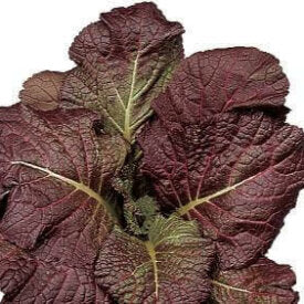 Indian Mustard Giant Red - Ontario Seed Company
