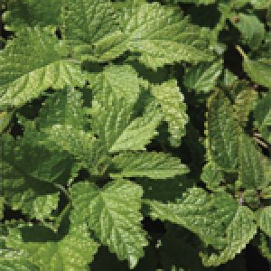 Lemon Balm - Ontario Seed Company
