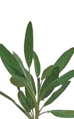 Sage - Ontario Seed Company