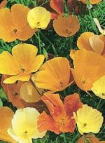 California Poppy Eschscholtzia - Ontario Seed Company