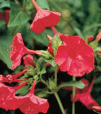 Four O'Clock Rose - Ontario Seed Company