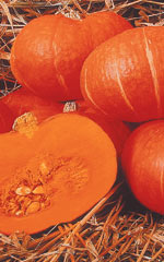 Squash Sunshine F1 - Ontario Seed Company
