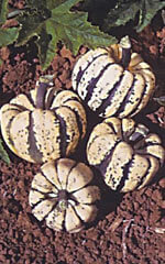 Squash Sweet Dumpling - Ontario Seed Company