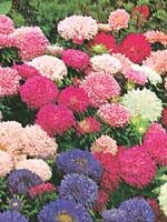 Aster Powderpuff Bouquet - Ontario Seed Company