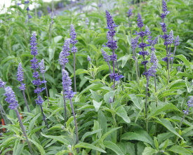 Salvia Blue Bedder - Ontario Seed Company