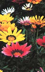Gazania Sunshine Mixed - Ontario Seed Company