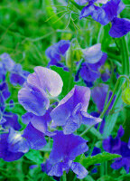 Sweet Peas Royal Blue - Ontario Seed Company