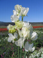 Sweet Pea Royal White - Ontario Seed Company