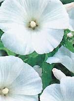 Lavatera Mont Blanc - Ontario Seed Company