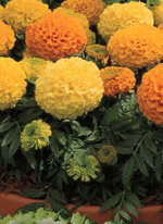 Marigold Antigua Mixed - Ontario Seed Company