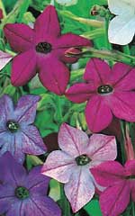 Nicotiana Sensation Mixed - Ontario Seed Company