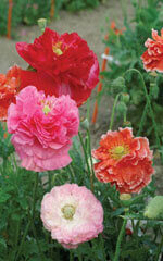 Poppy Double Shirley Mixed - Ontario Seed Company