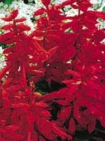 Salvia St John's Fire - Ontario Seed Company