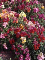 Snapdragons Magic Carpet - Ontario Seed Company
