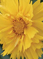 Wildflower Coreopsis Lance Leaved - Ontario Seed Company