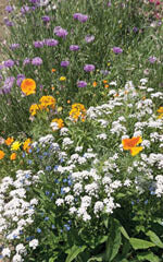 ontario wildflower seed mix Wildflower Low Growing Mix
