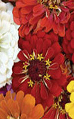 Zinnia Cactus Flowered Hybrid Mixture - Ontario Seed Company