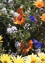 Wildflower Deer Resistant Mixture - Ontario Seed Company