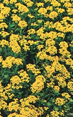 Alyssum Saxatile - Ontario Seed Company