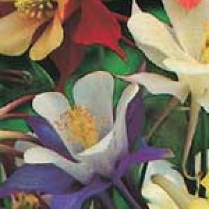 Columbine McKana Giants - Ontario Seed Company