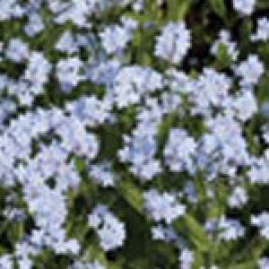 Alpestris Blue Forget-Me-Not - Ontario Seed Company