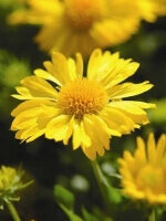 Gaillardia Mesa Yellow Hybrid - Ontario Seed Company