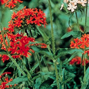 Maltese Cross - Ontario Seed Company