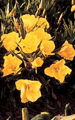 Ozark Sundrop Oenothera - Ontario Seed Company