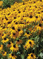 Rudbeckia Goldsturm - Ontario Seed Company