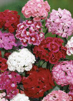 Sweet William Giant Single Mix - Ontario Seed Company