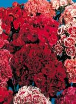 Sweet William Super Duplex Mix - Ontario Seed Company