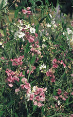 Sweet Pea Everlasting Mix - Ontario Seed Company